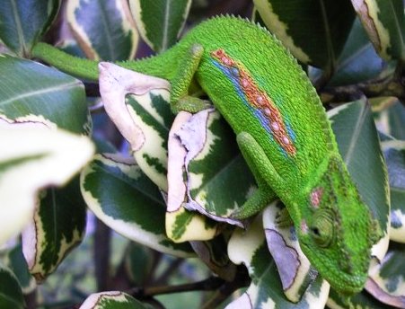 Chameleon Changes in Unexpected Way